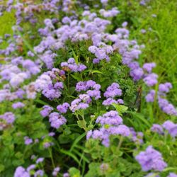 Hollis Hills farm - Beautiful flowers available for picking and making your own bouquet