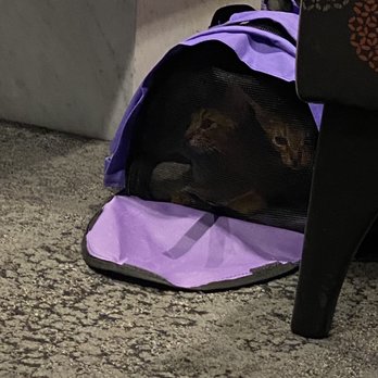 Delta Sky Club - Cats - Airport Lounges Near Me - Miami, Florida