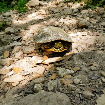 Bull Creek Greenbelt - Mr. Turtle - Parks Near Me - Austin, Texas