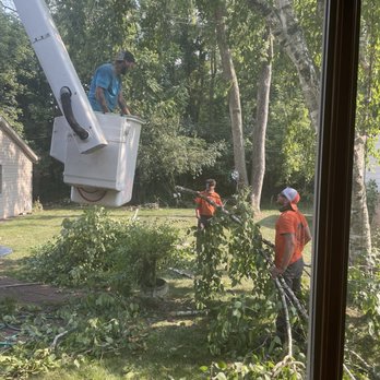 Clean Cut Tree Experts - Tree trimmers - Tree Services Near Me - Farmington Hills, Michigan Clean Cut Tree Experts - Tree trimmers - Tree Services Near Me - Farmington Hills, Michigan
