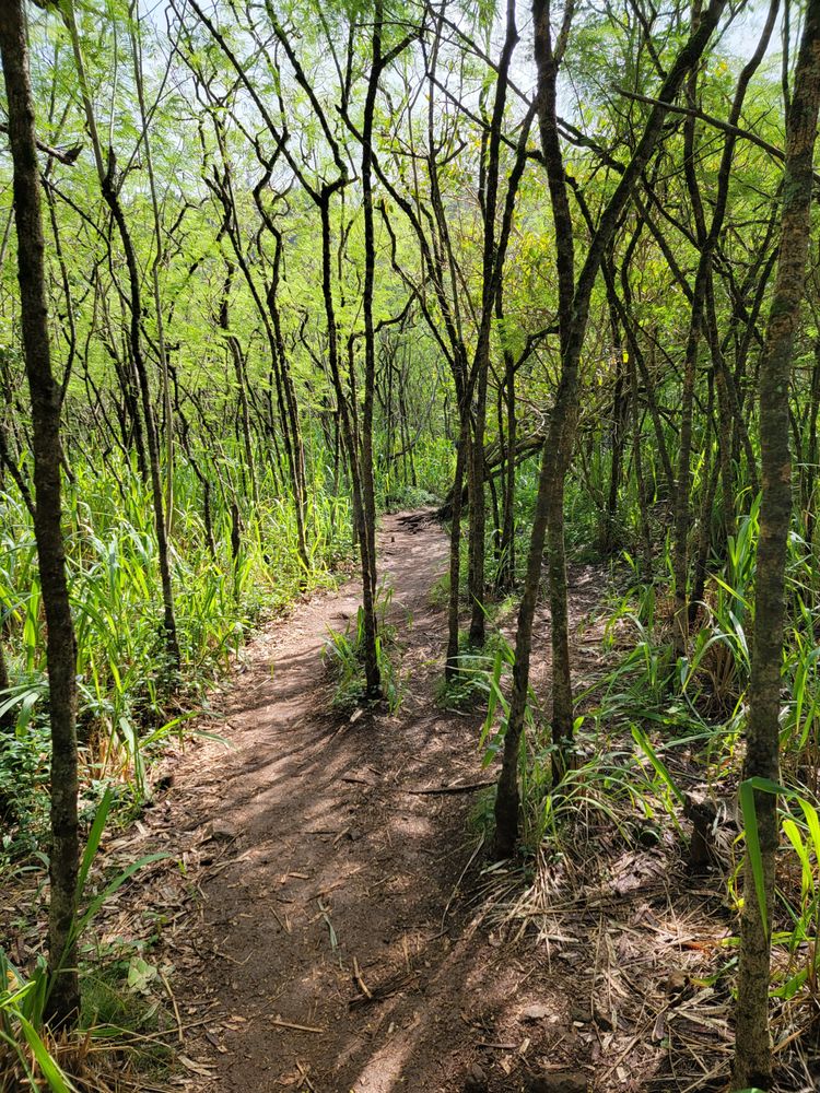 EHUKAI PILLBOX HIKE 927 Photos & 185 Reviews 59178 Kamehameha Hwy, Haleiwa, Hawaii Hiking