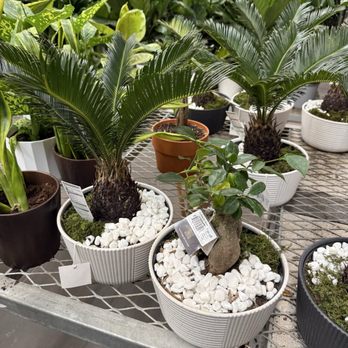 The Home Depot - House plants - great birthday gifts! - Nurseries & Gardening Near Me - Las Vegas, Nevada