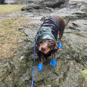 Hoboken Pet - Boots and coat from Hoboken Pet! - Pet Stores Near Me - Hoboken, New Jersey