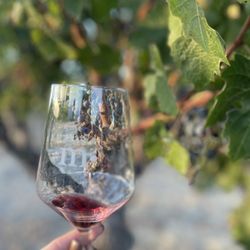 Mid.Point Winery - Classic grapes on the vine and glass