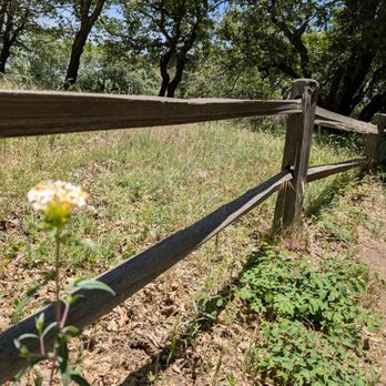 Heaps Peak Arboretum  - Every once in awhile there's a little bit of sun and a flower that likes to bloom - Botanical Gardens Near Me - Lake Arrowhead, California