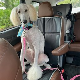 After haircut!  Why face trim? Why poodle feet? Why shaved and what expertise did that take for $178?
