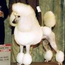 Poetry Poodles