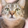 Photo of Cat Depot
