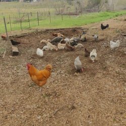 Roo's Hens