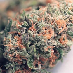 The Bud Depot - Our version of the awesome Bruce Banner strain! https://buddepotdispensary.com/colorado-sativa-marijuana-strain-bruce-banner