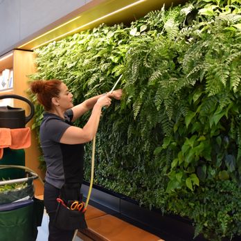 Ambius - Expert plant maintenance from our highly skilled plant technician, Esmeralda! - Indoor Landscaping Near Me - Houston, Texas Ambius - Expert plant maintenance from our highly skilled plant technician, Esmeralda! - Indoor Landscaping Near Me - Houston, Texas