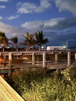 Coconuts on the Beach by null