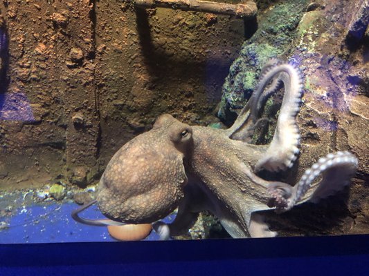 World Museum by null