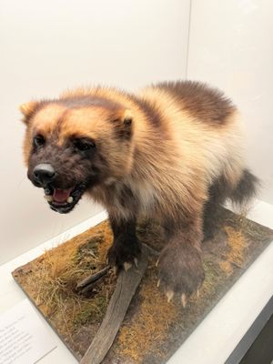 University of Michigan Museum of Natural History by null