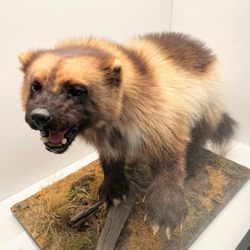 University of Michigan Museum of Natural History