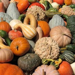 Pumpkin Pickin' Paradise