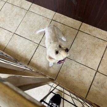 Pawfect Express Pet Spa - My dog after the haircut - Pet Groomers Near Me - Montebello, California