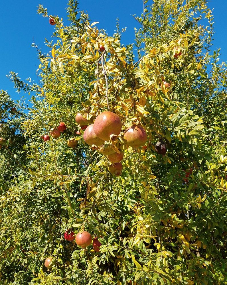 FARM STAND WEST 164 Photos & 61 Reviews Fruits & Veggies 2115