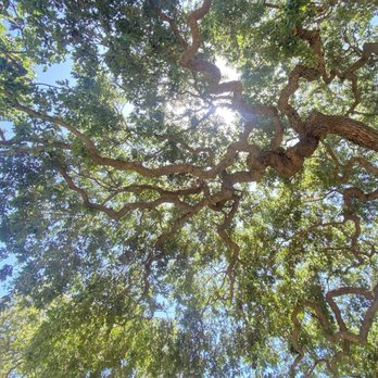 Roblar Winery - gorgeous trees - Wineries Near Me - Santa Ynez, California Roblar Winery - gorgeous trees - Wineries Near Me - Santa Ynez, California