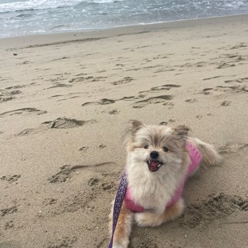 Precision Veterinary Surgery - Gracie before surgery with mass in mouth - Veterinarians Near Me - Mission Viejo, California