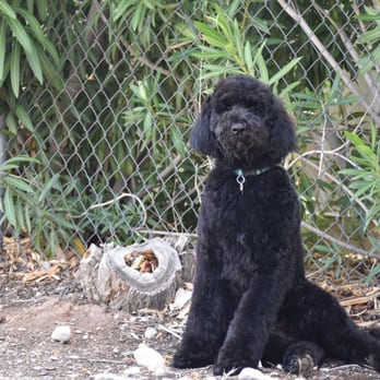 Barking Lot - Our 5 month old Labradoodle - Pet Groomers Near Me - Las Vegas, Nevada Barking Lot - Our 5 month old Labradoodle - Pet Groomers Near Me - Las Vegas, Nevada