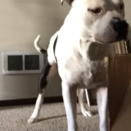 Best Staffordshire Terrier ever!