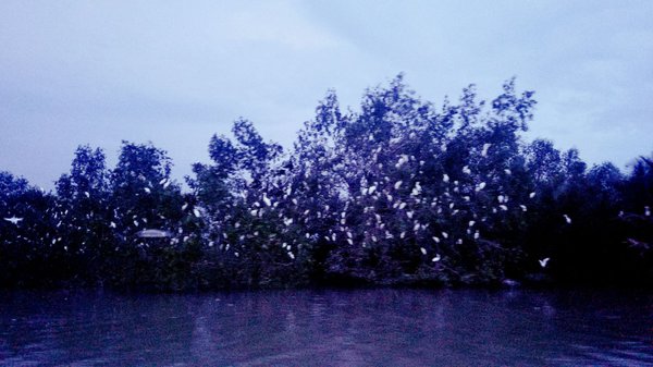 Kampung Kuantan Fireflies Park (Selangor) by null