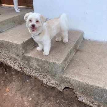 Precious Pet Care - Pet Sitting Near Me - San Diego, California