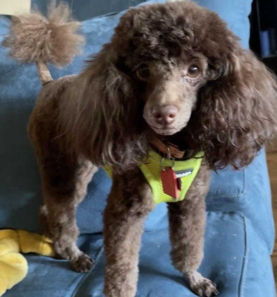 Fantasy Pet Grooming Image