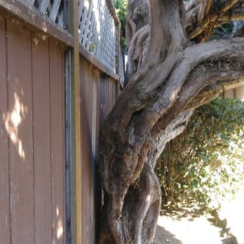 JMV Tree Service - Overgrown tree up against fence. Not sure what can be done. Request quote on Yelp from JMV Tree Service. - Tree Services Near Me - Hayward, California