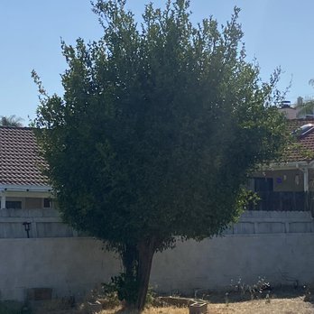 Ortega's Jr Tree Service - Before picture of our lemon tree in the backyard - Tree Services Near Me - Riverside , California
