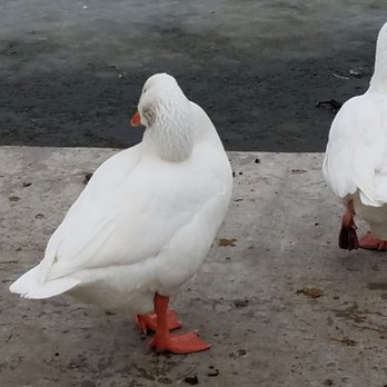 The Duck Pond @ Tingley Beach - 1/7/2019 The Ducks - Parks Near Me - Albuquerque, New Mexico The Duck Pond @ Tingley Beach - 1/7/2019 The Ducks - Parks Near Me - Albuquerque, New Mexico
