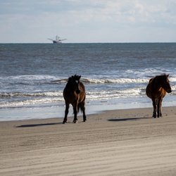 OBX Beach Access - What?! Your dog wants to come at me? Bring it!