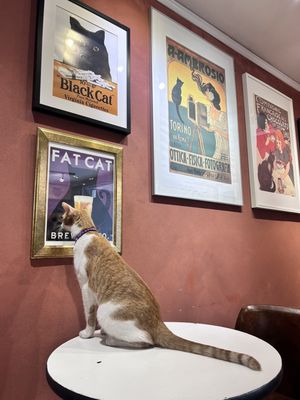 Denver Cat Company by null