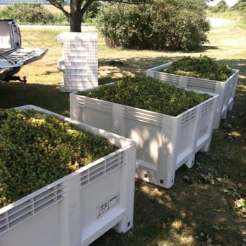 Wine Barn - a row of crates filled with grapes - Wineries Near Me - Kansas City, Kansas Wine Barn - a row of crates filled with grapes - Wineries Near Me - Kansas City, Kansas