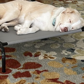 Hounds Town - Leander - This is a picture of Bo after having a play day...... - Pet Boarding Near Me - Leander, Texas