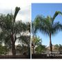 Photo of Sequoias Tree Service