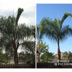 Sequoias Tree Service - Left pic is before Right pic is after