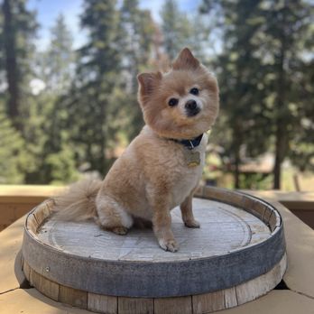 Joyful PawZ Pet Services - Freshly cut - Dog Walkers Near Me Joyful PawZ Pet Services - Freshly cut - Dog Walkers Near Me