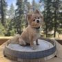 Photo of Joyful PawZ Pet Services