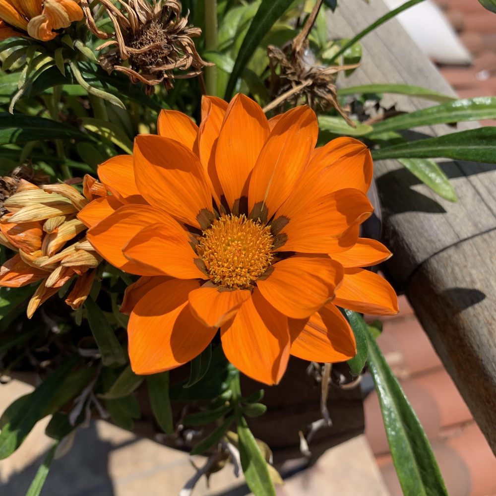 Posada El Rey Sol - Balcony flowers. - Hotels Near Me - Ensenada, BCN Posada El Rey Sol - Balcony flowers. - Hotels Near Me - Ensenada, BCN