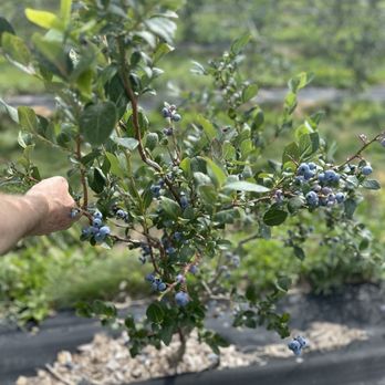 Adam's Berry Farm - Quality Blueberry bushes - Fruits & Veggies Near Me - Charlotte, Vermont