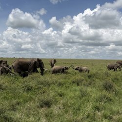 Mango African Safaris