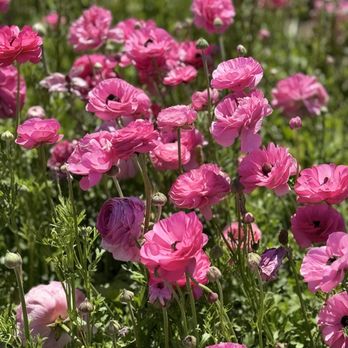The Flower Fields - Venues & Event Spaces Near Me - Carlsbad, California The Flower Fields - Venues & Event Spaces Near Me - Carlsbad, California