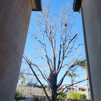 Cali Green Tree Experts - After trimming - Tree Services Near Me