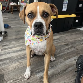 A Pups Dream Dog Grooming - Pet Groomers Near Me - Long Beach, California A Pups Dream Dog Grooming - Pet Groomers Near Me - Long Beach, California