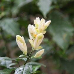 Nicholas Conservatory and Gardens - Bloom