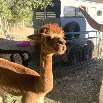 Loomis Alpacas - Attraction Farms Near Me - Loomis, California Loomis Alpacas - Attraction Farms Near Me - Loomis, California