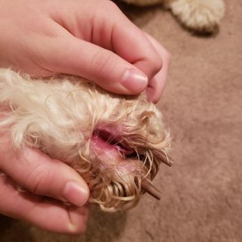 The Dogroom - Wounded dog, foot sliced open - Pet Groomers Near Me - Farmington, Utah The Dogroom - Wounded dog, foot sliced open - Pet Groomers Near Me - Farmington, Utah