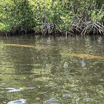 Manatee Sightseeing and Wildlife Adventures - Get up Close and See Manatees in Their Natural Habitat! - Boat Tours Near Me - Naples, Florida Manatee Sightseeing and Wildlife Adventures - Get up Close and See Manatees in Their Natural Habitat! - Boat Tours Near Me - Naples, Florida